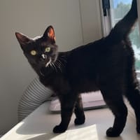 M'BAKU, chat à adopter