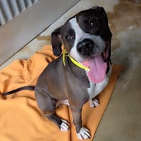 SPEEDY, chien à adopter
