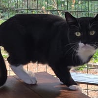 CASSIUS, chat à adopter