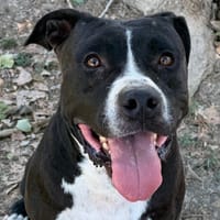 TAY, chien à adopter