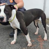 PETALE VAA, chienne à adopter