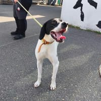 SOSO VAA, chien à adopter