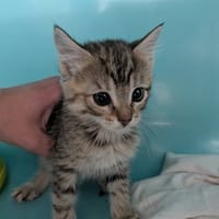 BOULETTE, chatte à adopter
