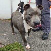 RUBY VAA, chienne à adopter