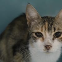 Blondie, chatte à adopter