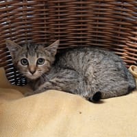 Scamp, chatte à adopter
