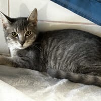 Baggi, chat à adopter
