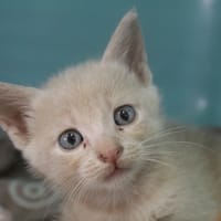 Brocoli, chat à adopter