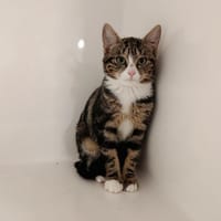 BONNIE, chatte à adopter