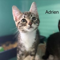 ADRIEN, chat à adopter