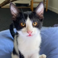 CHAÏ, chat à adopter