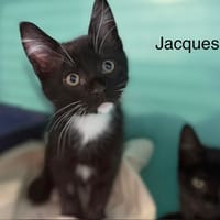 JACQUES, chat à adopter