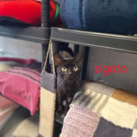Zigoto, chat à adopter