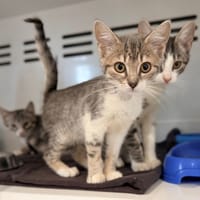 CERISE, chatte à adopter