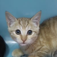 Bagel, chatte à adopter