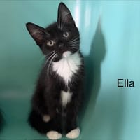 ELLA, chatte à adopter