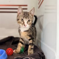 POMME, chatte à adopter