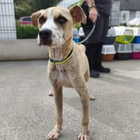 KAZOU VAA, chien à adopter
