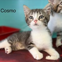 COSMO, chat à adopter