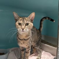 PIXIES, chatte à adopter