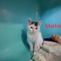 Mathilda, chatte à adopter