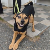 LOKI VAA, chien à adopter