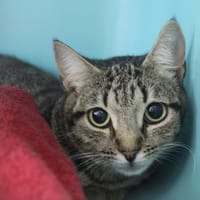 Bigoudi, chatte à adopter