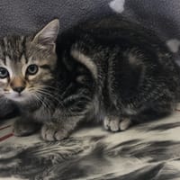 ZENITH, chat à adopter