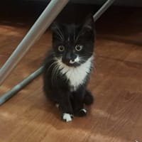 BIRA, chatte à adopter