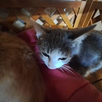 NED, chat à adopter