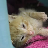 Baobab, chat à adopter