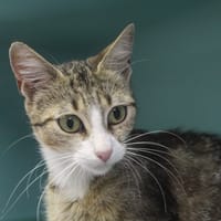 bridget, chatte à adopter