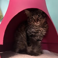 YETI, chat à adopter