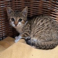 Mallow, chat à adopter