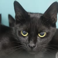 babilette, chatte à adopter