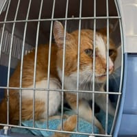 CHORUS, chat à adopter