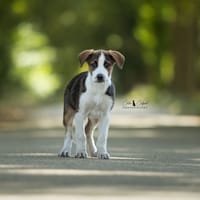 Baya, chienne à adopter