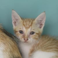 benito, chat à adopter