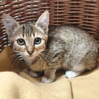 Vitani, chat à adopter