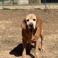 TUMAINI, chien à adopter