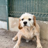 UMUT, chien à adopter