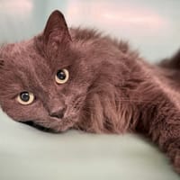 IRON/ TITOU, chat à adopter