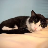 RUSE, chatte à adopter
