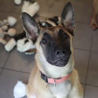 bayla, chienne à adopter