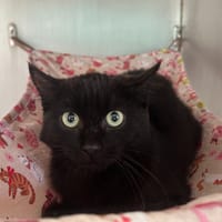 T'CHALLA, chat à adopter