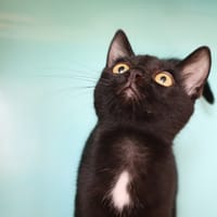 PIANO, chat à adopter
