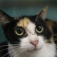 Bégonia, chatte à adopter