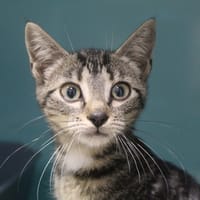 blum, chatte à adopter