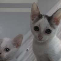 bambie, chatte à adopter