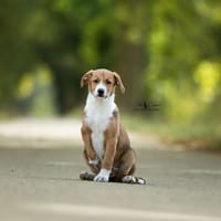 Eloïse, chienne à adopter